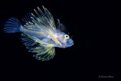 Larval lionfish by Julian Hsu 